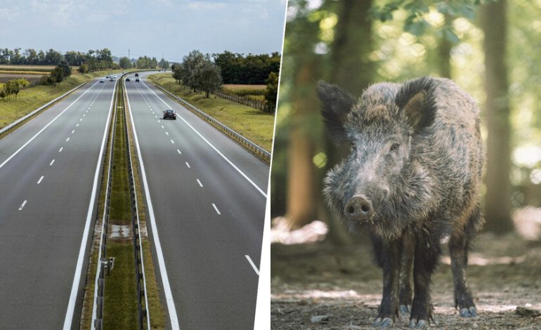  Cansado de accidentes con animales salvajes, Galicia ha tenido una idea que ya se demuestra en sus carreteras: Flasehar Jabalíes

 – En un click