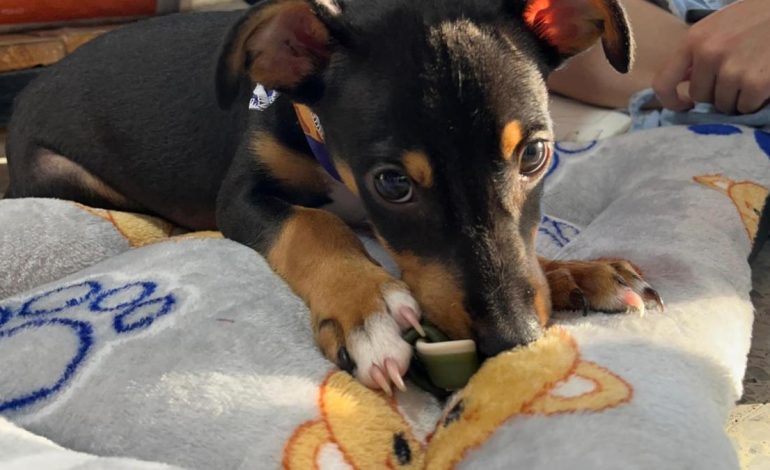 Brutal indignación golpeando a un perro de solo tres meses en Villavicencio