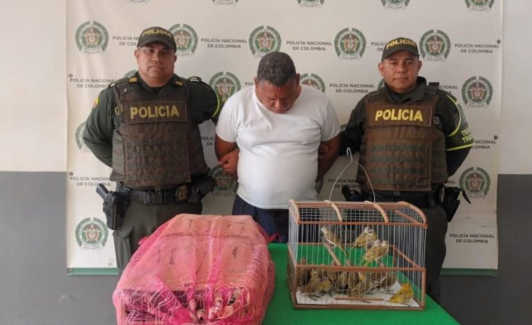 50 canarios fueron rescatados y un hombre capturado