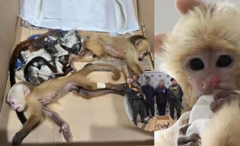 Encuentran 6 simios para bebés en partes íntimas de extranjeros que intentaron atravesar el aeropuerto de Medellín.