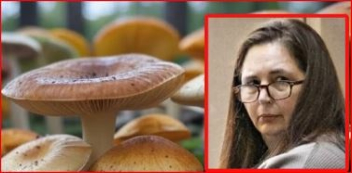 Comenzó a juzgar contra Erin Patterson, mató a sus leyes en Australia
