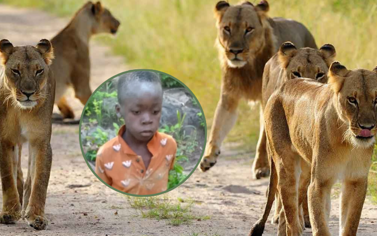 El niño de 7 años sobrevivió cinco días entre los leones en Zimbabue –