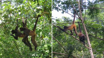 La recuperación de especies en Brasil, Colombia y Argentina, otorgada por el Fondo Whitley