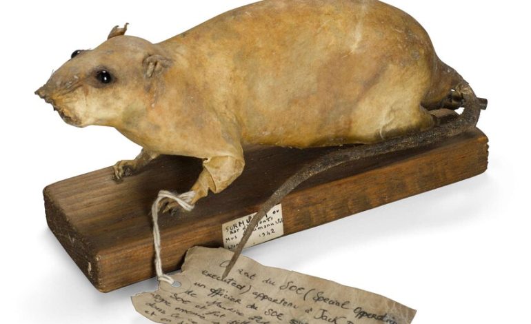  Cuando los británicos querían aterrorizar a los nazis durante la Segunda Guerra Mundial, eligieron un arma peculiar: ratas de bombeo

 – En un click