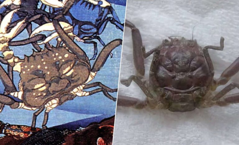 Japón cree que los cangrejos samurai mantienen las almas de los guerreros caídos. La ciencia tiene otra opinión
– En un click