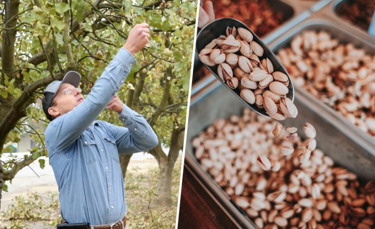 Es cada vez más fácil ver en el camino un cultivo que nunca había sido dominante en España: el Pistacho
– En un click