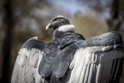  Más de 500 especies de aves, como el Condor o el Albatros, se extinguirán en el próximo siglo

 – En un click