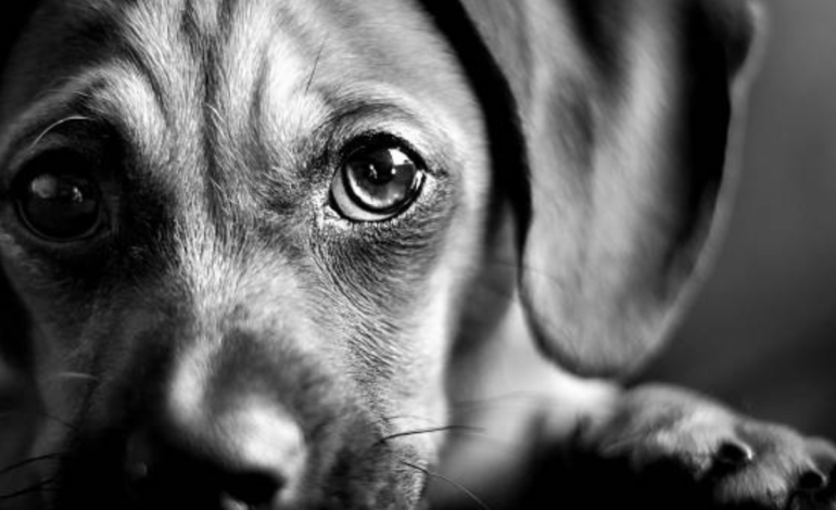  Indignación en Santa Marta para el brutal caso de abuso animal: exigen justicia para Pinky

 – En un click