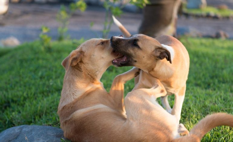 Menor de Sampués Indígena Cabildo (Sucre) fue llevado a las acciones para maltratar a un perro
– En un click