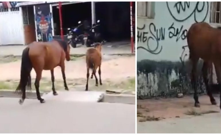  El motociclista embarcó a un potro en Ibagué y fractura una pierna: los voluntarios lograron ayudarlo

 – En un click