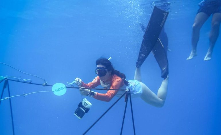  Así es como funcionan los viveros de coral que buscan revivir el arrecife en San Andrés

 – En un click