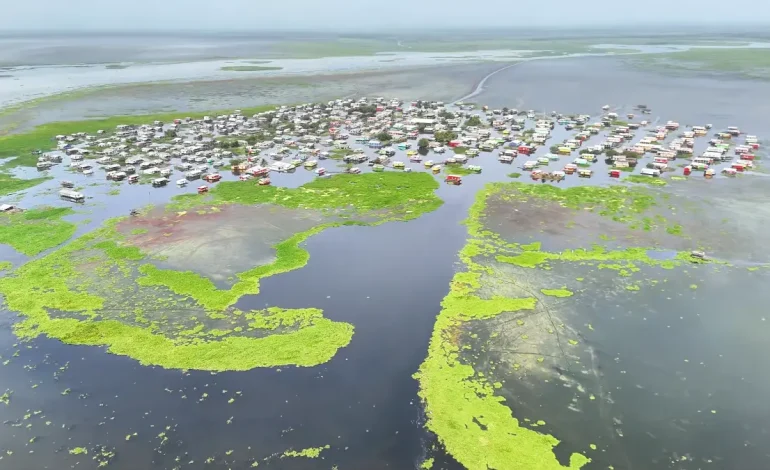  Una planta invasora pone vida en uno de los pueblos de Palafitos de la Ciénga Grande de Santa Marta

 – En un click