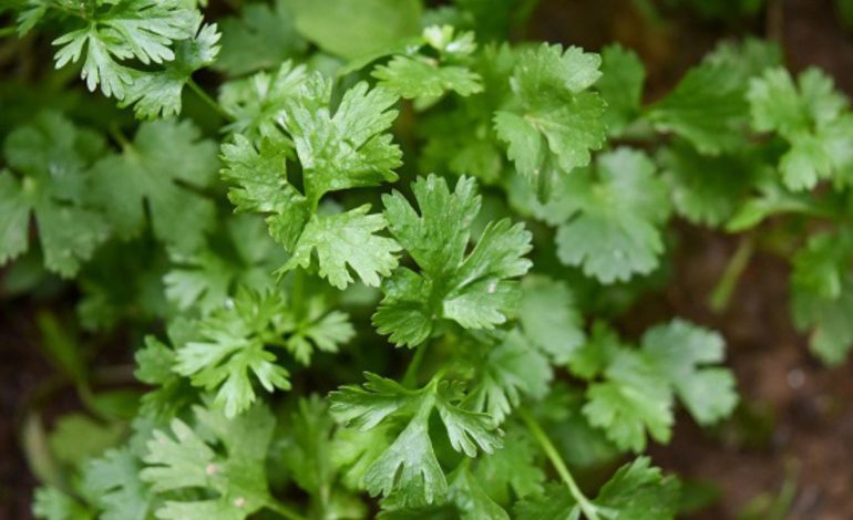 ¿Qué haces si el cilantro conoce el jabón?
– En un click