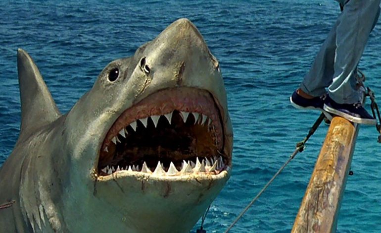 National Geographic celebra 50 años de un perro de mar que brilla en pánico en la playa

 – En un click