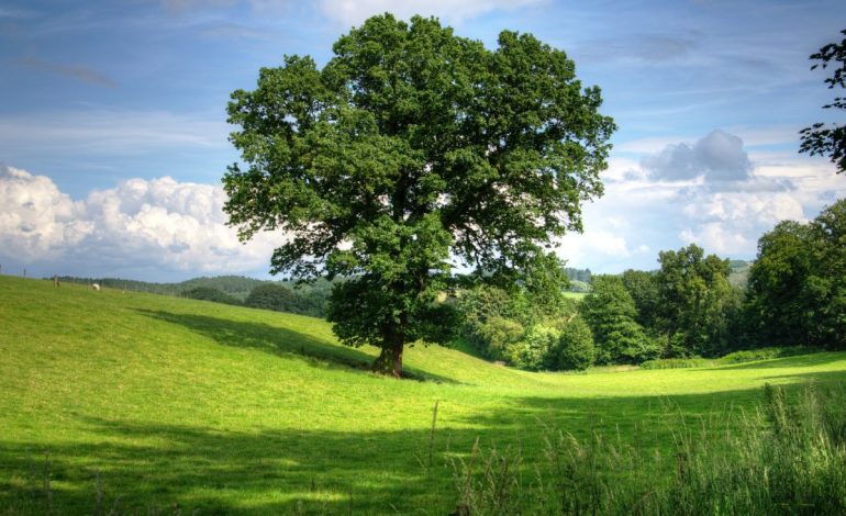  Día del Árbol Mundial 2025: Sembrar Conciencia, Proteger la vida – 

 – En un click