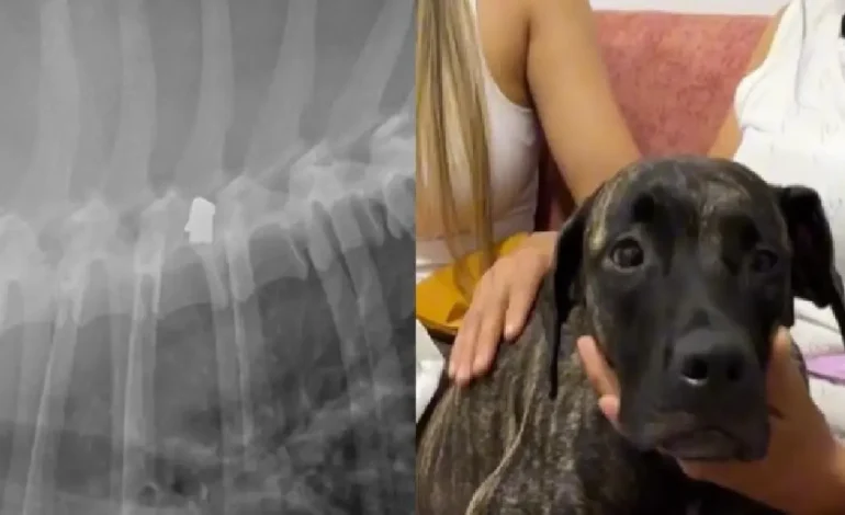 Doguillo
– En un click