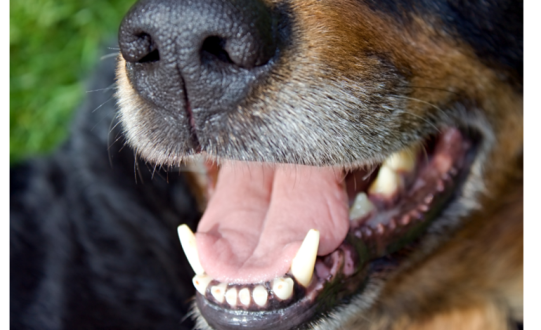  El distrito de Cartagena ofrece una recompensa de $ 10 millones por agresión brutal con machete a un perro

 – En un click