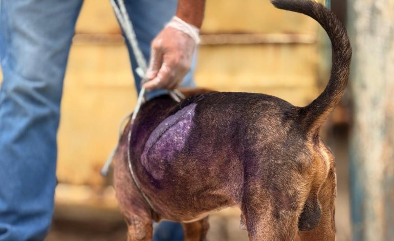  Los agresores de perros jóvenes en Cartagena son entregados en el fiscal y serán procesados ​​por abuso animal

 – En un click