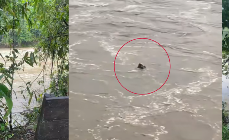  Tragedia en el río Güujar, gol, por balsas y kayak que naufragaron con varios turistas: ‘Hay cuerpos flotando’

 – En un click