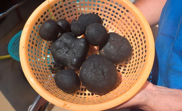  Japón cree que tiene el mayor depósito de tierras raras escondidas en una pequeña isla. Y ya es una fecha extraerlos

 – En un click
