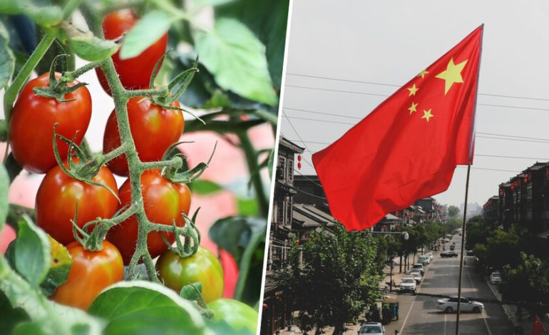  Extremadura les prometió muy contentos con su poderosa industria de tomate español. Hasta que llegó China

 – En un click