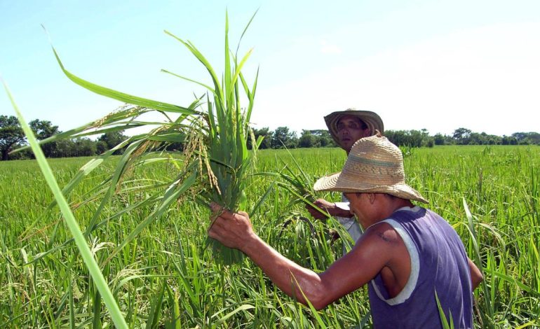  Rice Strike hoy 14 de julio

 – En un click