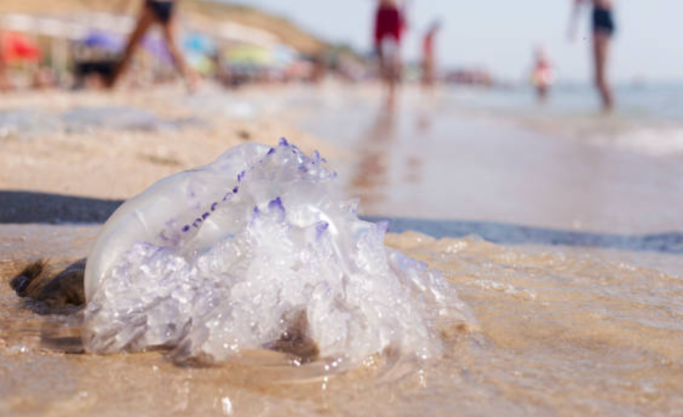  Aguamalas causaría brotes de bañistas

 – En un click