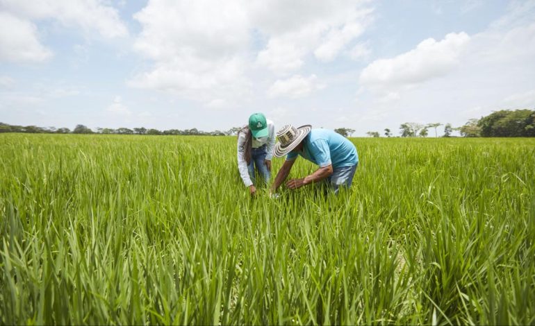  Huelga de arroz en Colombia hoy 15 de julio

 – En un click