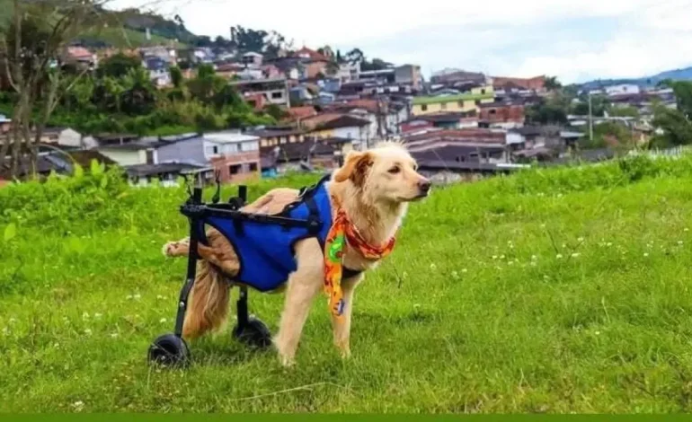 Valentín, el cachorro criollo que fue disparado y abandonado por su discapacidad, ahora corre felizmente en su silla de ruedas por las calles de Caldas
– En un click