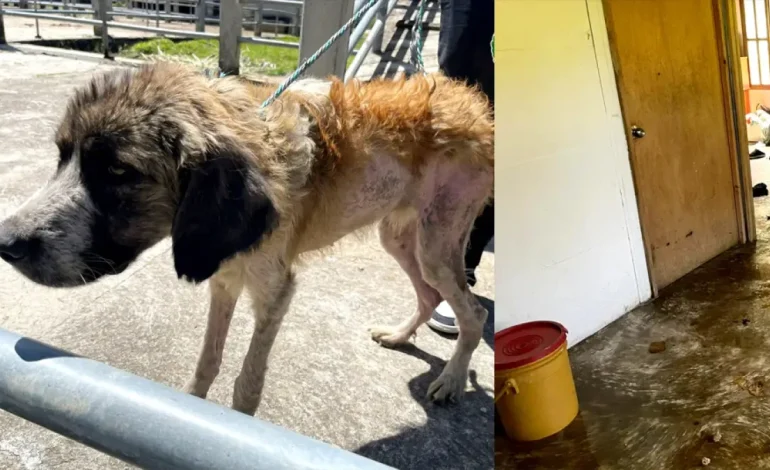 El caso aberrante de abuso animal fue descubierto en San Vicente Ferrer
– En un click