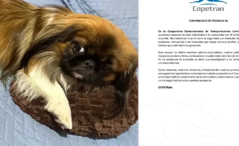  Coperan respondió a la muerte de Maxi, un cachorro que se sofocó en un baúl de autobús después de un negativo de un conductor para dejarlo ir con sus dueños a Medellín

 – En un click