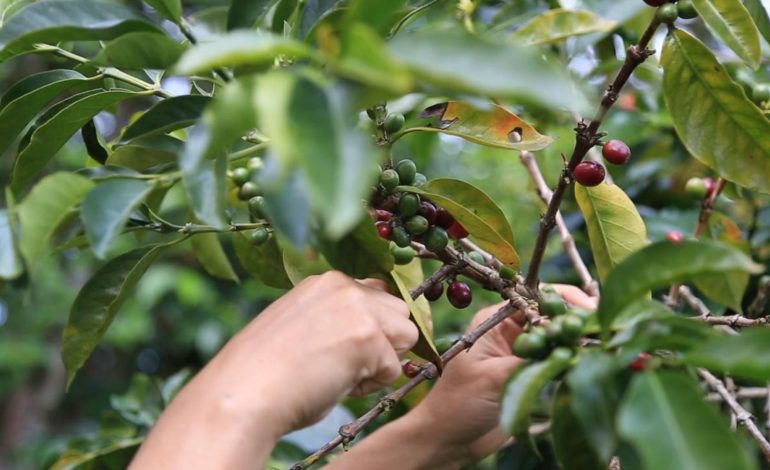  La región central redefine el mapa del café colombiano

 – En un click