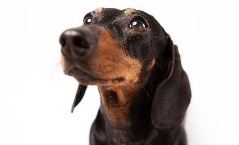  Tienes que pensar en el estado emocional de los perros cuando viajas en avión

 – En un click