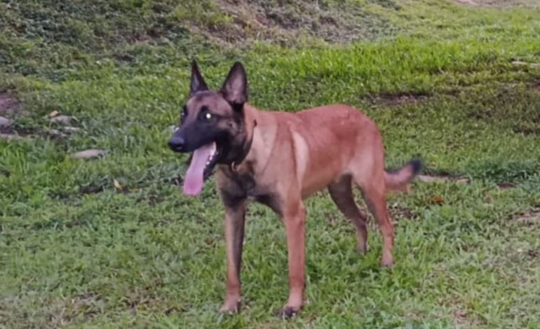 La ayuda del perro permitió la confiscación del material explosivo en Putumayou
– En un click