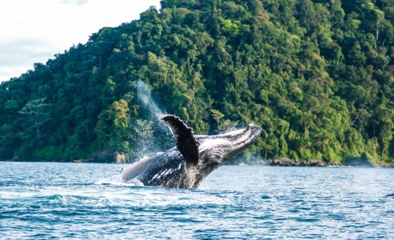 El Ministro del Medio Ambiente señaló la importancia de las ballenas y los delfines

 – En un click