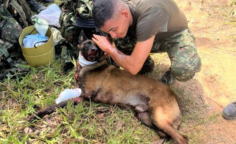  Sansón, la víctima de los explosivos del perro se recupera rápidamente

 – En un click