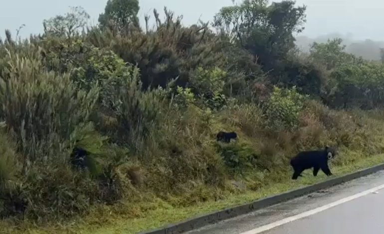 Dos osos paralizan el tráfico en el camino al municipio de la guacá (Cundinamarca)
– En un click