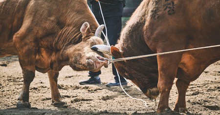 LCA Bullfighting Inv 14 Bulls Fighting Horn cerca de los ojos