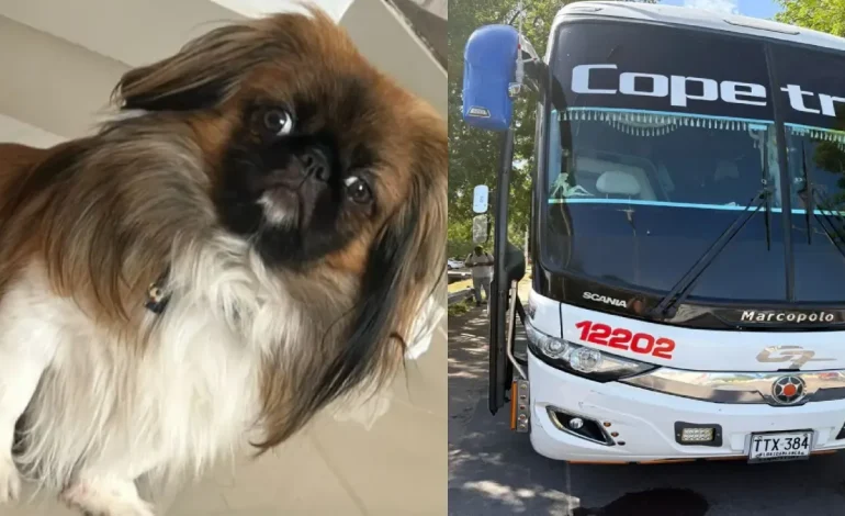 La historia de Maxi, un perro que murió en la cajuela de un autobús de co -súbito después de que el conductor se opuso a sus dueños
– En un click