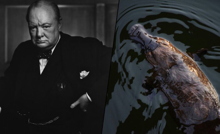  Durante la Segunda Guerra Mundial, Australia envió un Ornitorrinco a Churchill. Murió en el viaje y 82 años después sabemos por qué

 – En un click