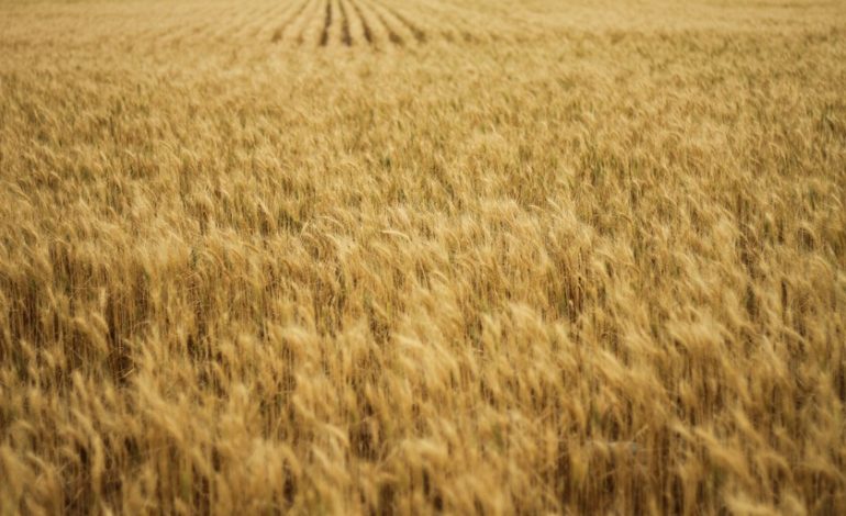  Las lluvias de primavera han generado un problema inesperado para los agricultores españoles: cereales demasiado baratos

 – En un click