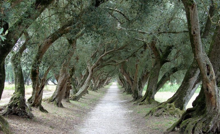  Durante los siglos, Galicia fue una tierra próspera de olivos con variedades únicas en el mundo. Lo que lo cambió sigue siendo un misterio

 – En un click