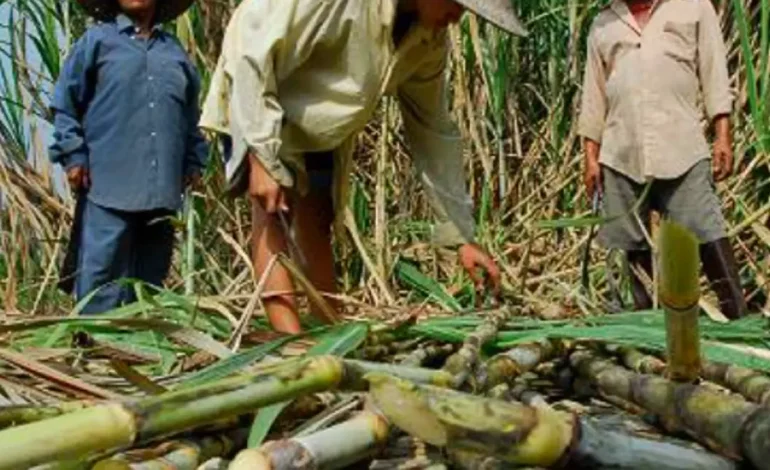  Valle, sede del Congreso de Agroindustria de la Caña con delegados de más de 50 países, más de 1,200 expertos y empresarios: será el ‘Sugar Cop16’

 – En un click