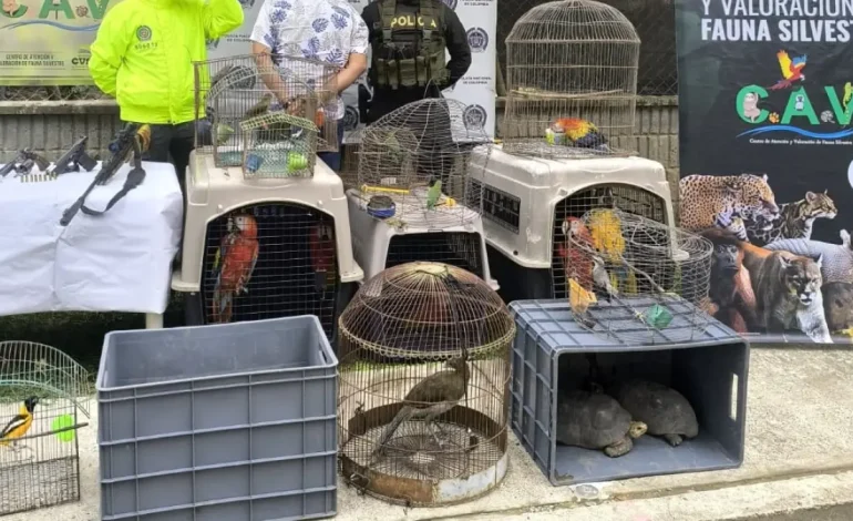  En Cereté (Córdoba), una mujer vendía aves silvestres en la calle como si fueran mercancías

 – En un click