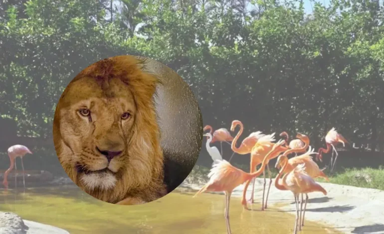  Barranquilla recibe al Nuevo León en su zoológico y celebra con un día especial que conecta la educación, la conservación y el entretenimiento para las familias.

 – En un click