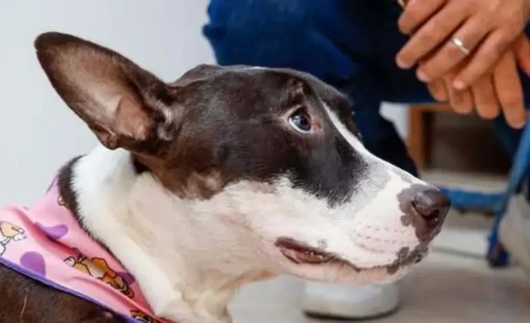  Imputan a dos hombres para un ataque cruel a Perrita Karina en Montería

 – En un click