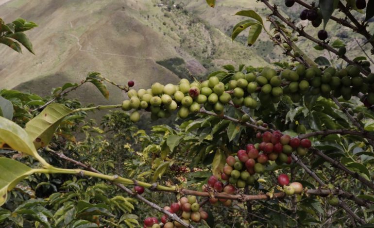 La producción de café en julio alcanzó buenos números

 – En un click