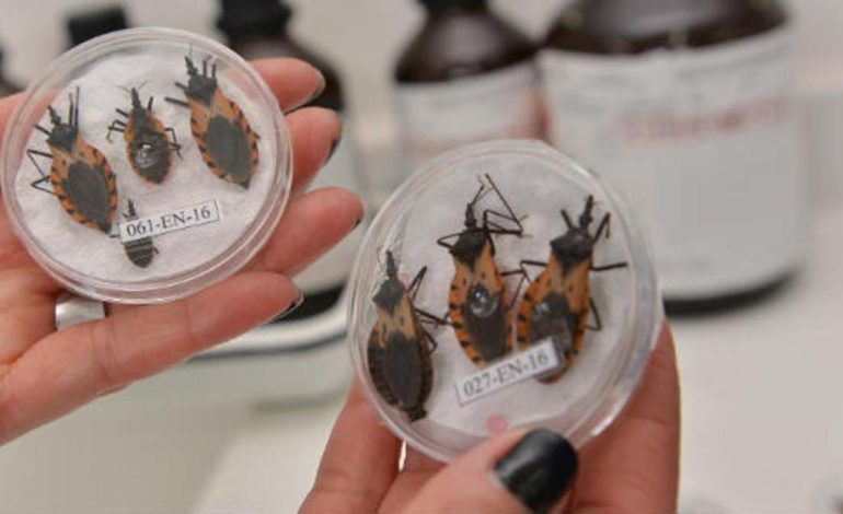  El mal de Chagas | «La enfermedad que muchos tienen, pero que no se detecta a tiempo»: saber en qué regiones del país está presente y cómo tratarla

 – En un click