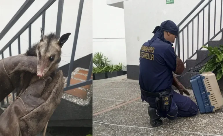  Los bomberos rescatan a un Tsarigüeya que se metió en un motel en la estrella

 – En un click