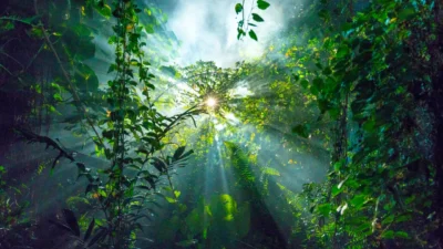 Colombia perdió 113,000 hectáreas de bosques en 2024, la segunda cifra registrada más baja

 – En un click